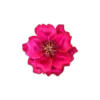Broche - Crimson Blossom