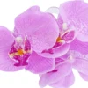 Pince à cheveux - Purple Orchid